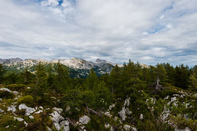Scenic view of trees and mountains against sky