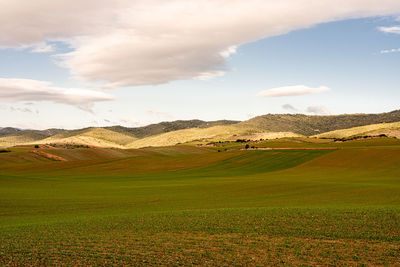 Scenic view of agricultural field against sky