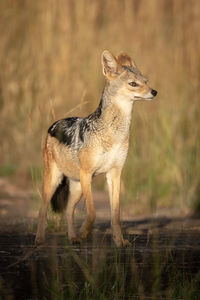 Full length of jackal standing on land