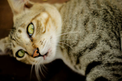 Close-up portrait of a cat looking away