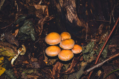 Mushrooms growing on field