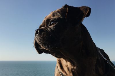 Close-up of a dog looking away against sky