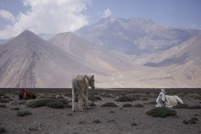 Horse standing on mountain against sky