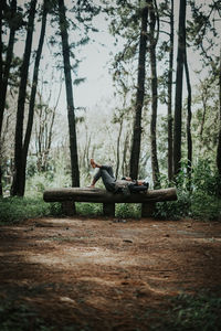 Horse cart on tree trunk in forest
