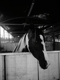 Close-up of horse in stable