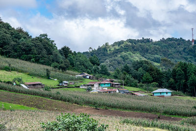 Scenic view of trees on field against sky