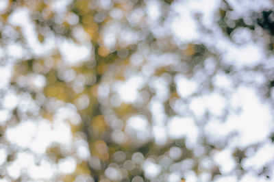 Full frame shot of plants