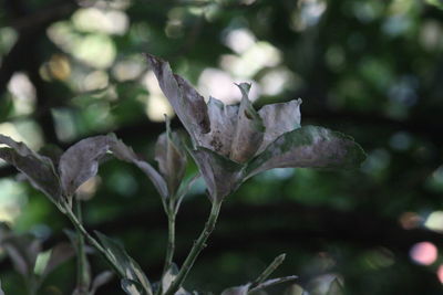 Close-up of flowering plant