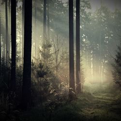 View of trees in misty forest