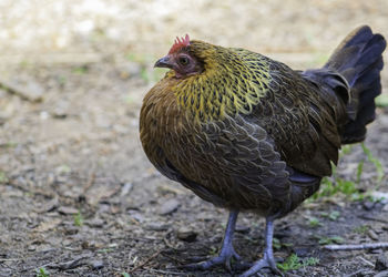 A profile shot of a hen.