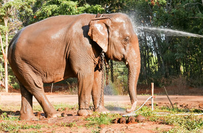 Elephant standing in a field