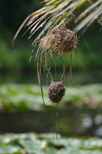 Close-up of wilted plant