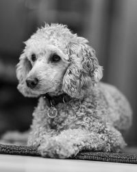 Close-up of dog looking away