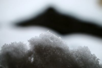 Close-up of plant against blurred background