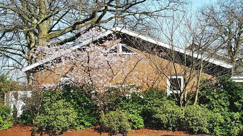 Low angle view of tree against sky