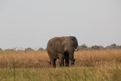 Elephant in a field