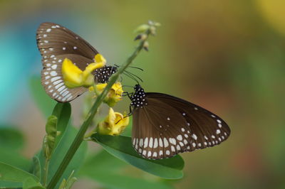 Close-up of butterfly pollinating on yellow flower