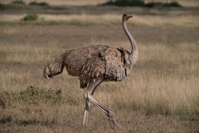 Side view of a bird on field