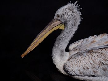 Close-up of pelican