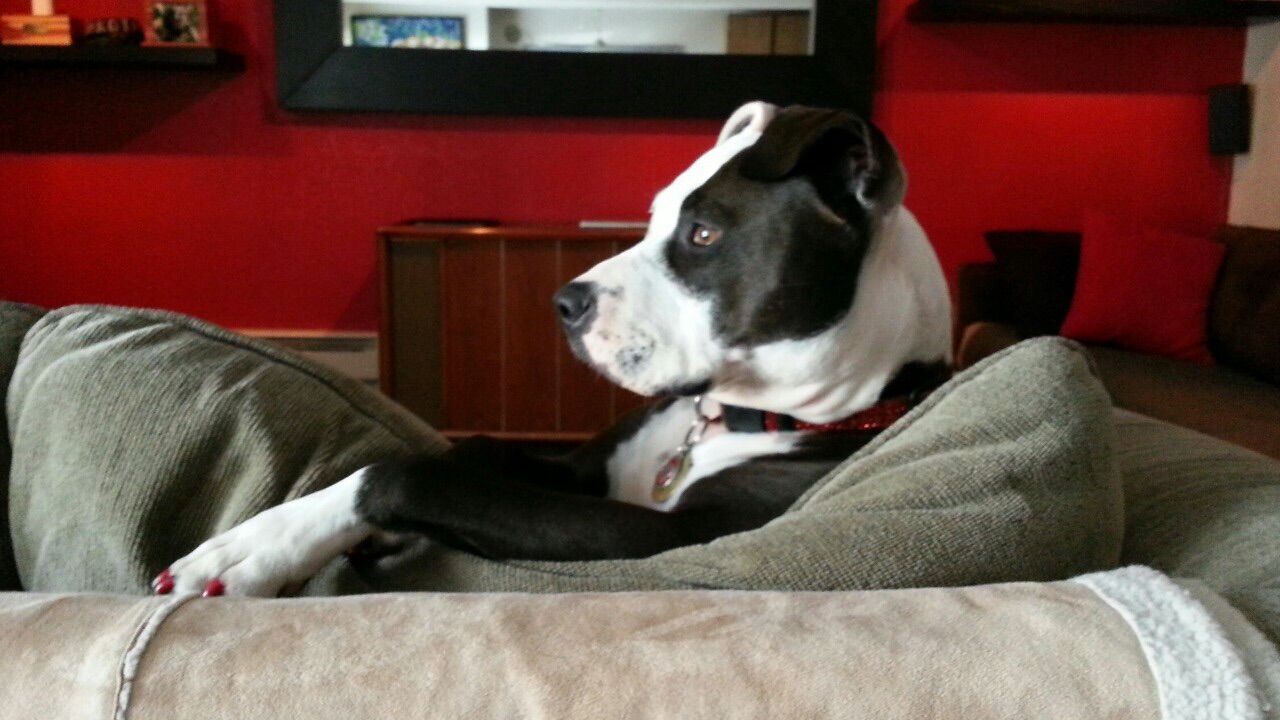 DOG RESTING ON BED