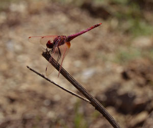 Close-up of dragonfly on plant