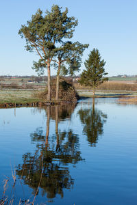 Reflection of trees in water