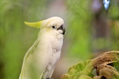 Close-up of cockatoo