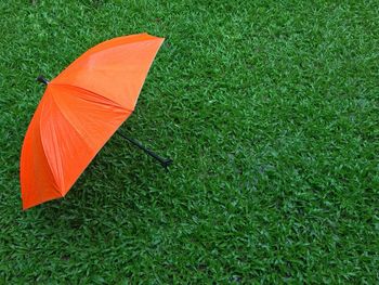 High angle view of leaf on field