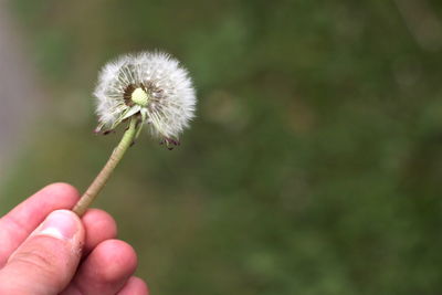 Close-up of dandelion flower