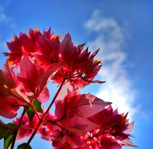 Low angle view of red flowers