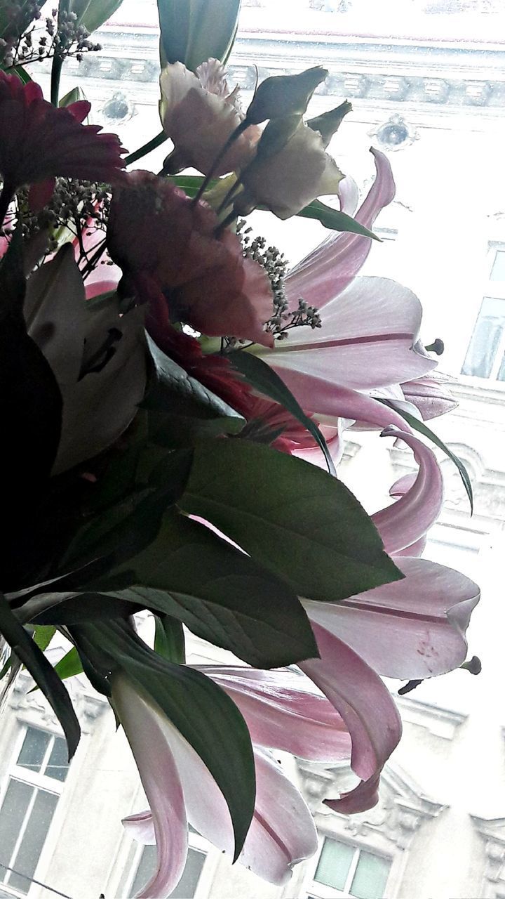 CLOSE-UP OF FLOWERING PLANTS