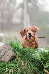 Portrait of dog sitting in grass
