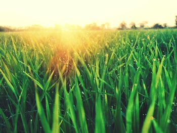 Crops growing on field against sky during sunset