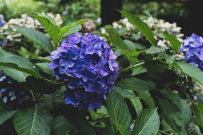 Close-up of purple flowering plant