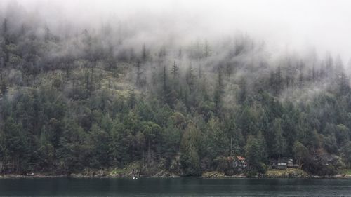 Scenic view of forest against sky