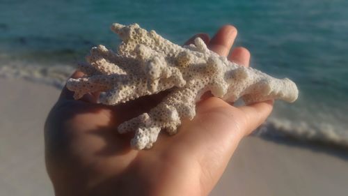 Midsection of person holding stick on beach