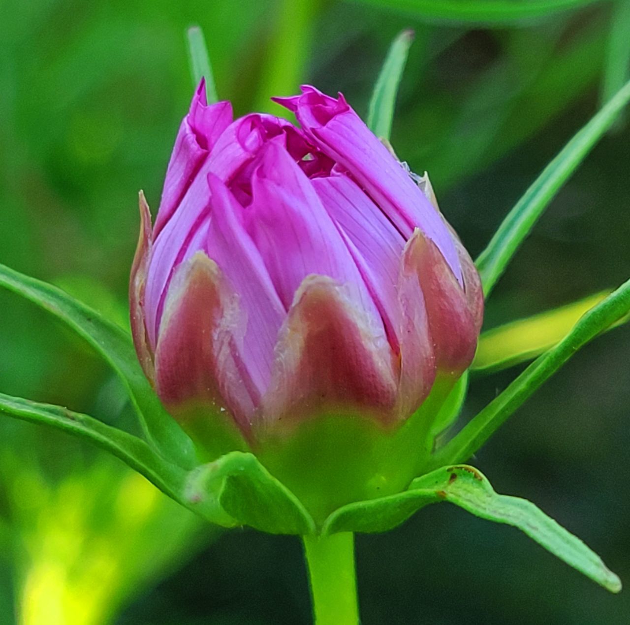 CLOSE-UP OF PINK PURPLE FLOWER