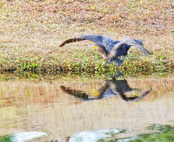 Bird in water