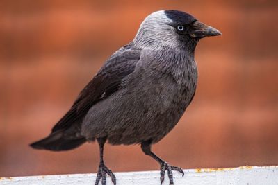 Close-up of a bird