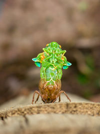 Close-up of green plant