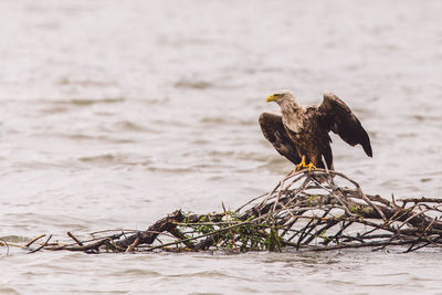 Eagle perching on driftwood on lake