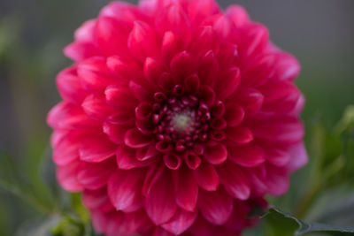 Close-up of pink dahlia blooming outdoors