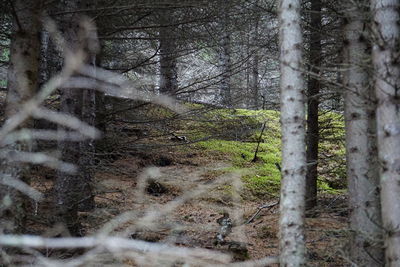 View of bare trees in forest