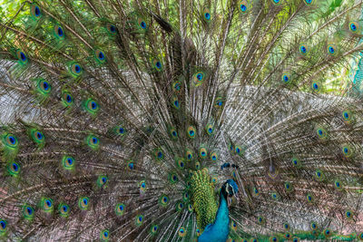 Full frame shot of peacock feathers