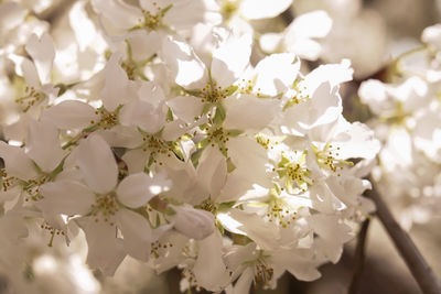 Close-up of white flowers