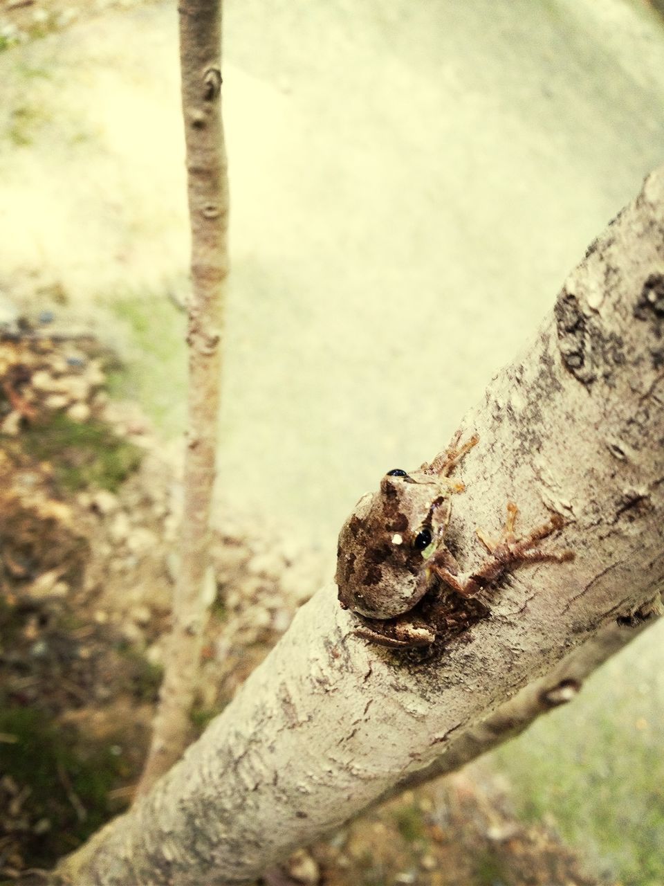 one animal, animal themes, animals in the wild, wildlife, focus on foreground, close-up, tree trunk, tree, reptile, wood - material, day, outdoors, nature, lizard, part of, no people, selective focus, log, forest, textured