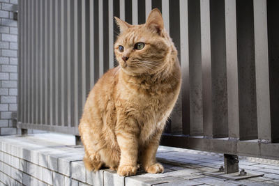 Portrait of ginger cat sitting outdoors