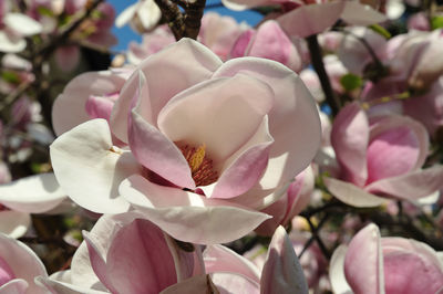 Close-up of pink flowers blooming outdoors