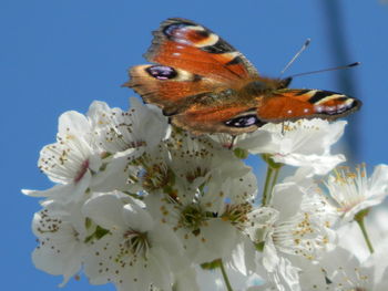 Close-up of insect on flower