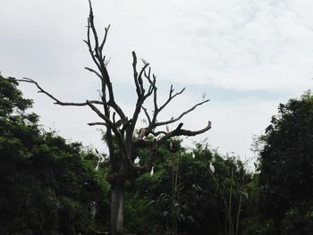 Low angle view of trees against sky